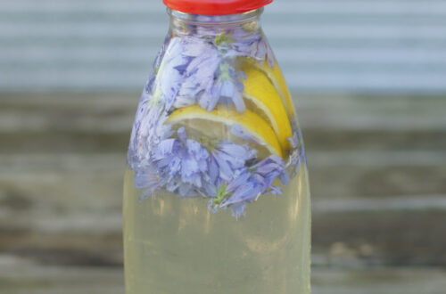 chicory flower soda fermenting
